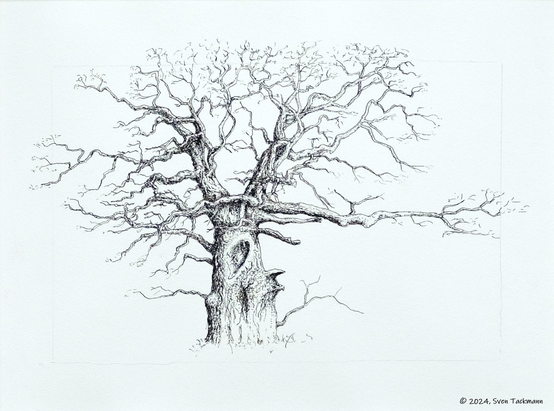 Tuschgrafik OAK TREE III